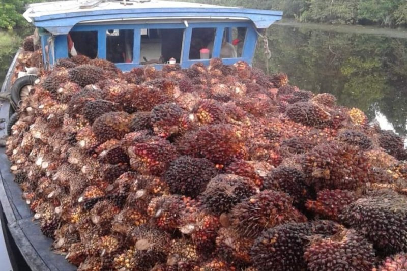 Harga kelapa sawit di Mesuji Lampung naik