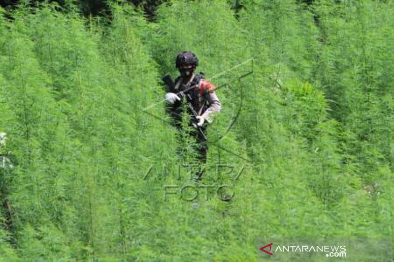 Operasi Pemusnahan Ladang Ganja