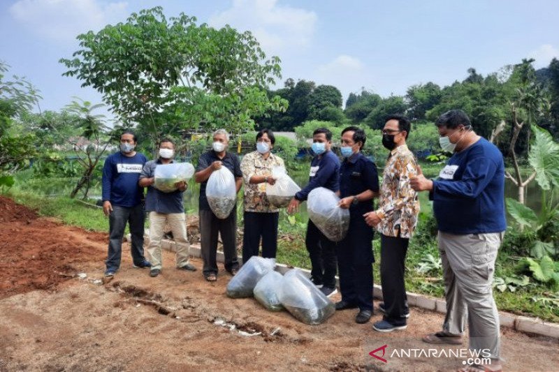 Balai Benih Ikan Kota Depok siapkan strategi tangani masa kempes telur