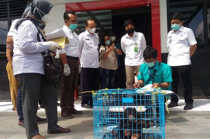 Tim konservasi PT SBA WI serahkan seekor anak beruang madu ke Dishut Sumsel