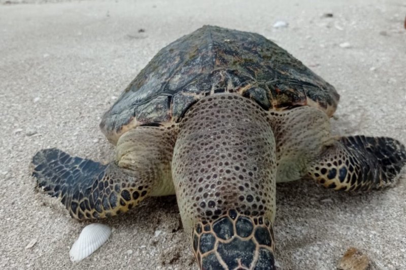 Penyu sisik ditemukan terdampar di Pantai Mutiara Baru