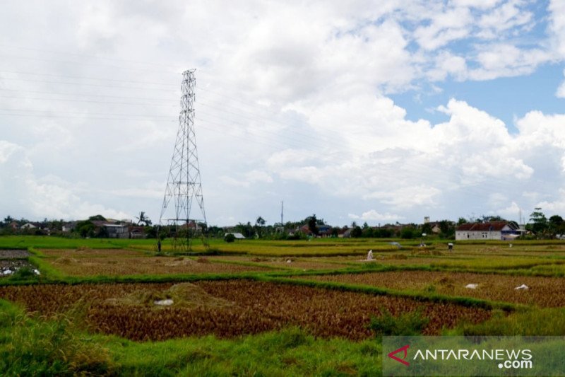 Berdayakan petani, ASN Bogor ditarget beli 850 ton beras lokal