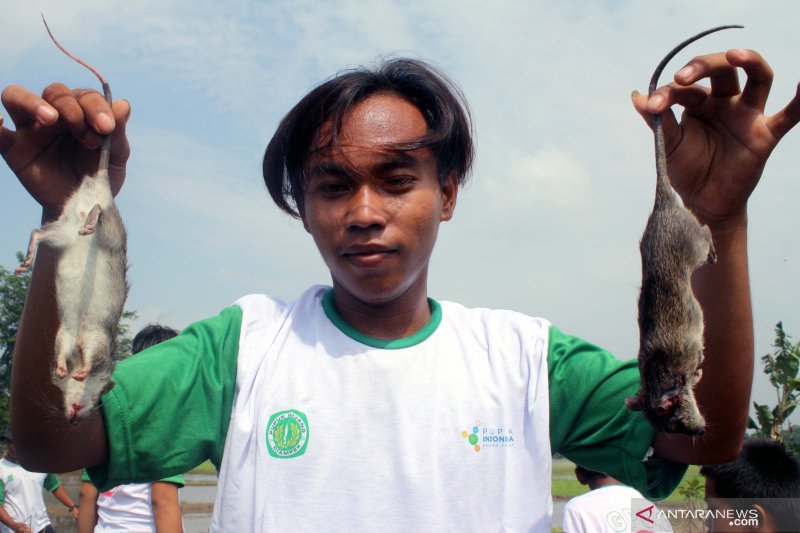 Tangkap tikus di areal sawah Purwakarta dapat hadiah