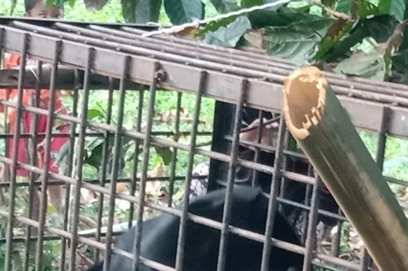 Akhirnya.. beruang madu yang resahkan masyarakat Ketinggian masuk perangkap BKSDA