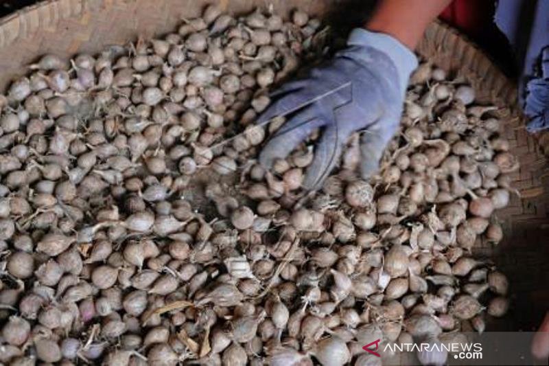 Harga Bawang Putih lokal Anjlok