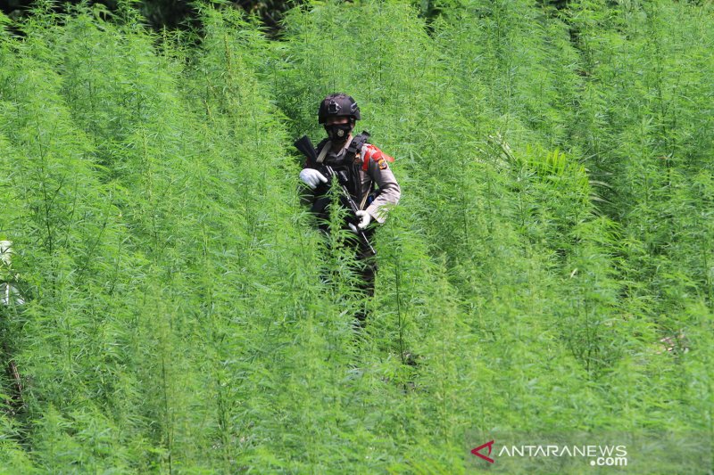 OPERASI PEMUSNAHAN LADANG GANJA DI ACEH