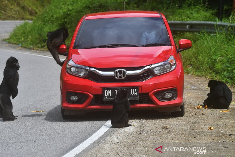 PERUBAHAN PERILAKU KERA HITAM