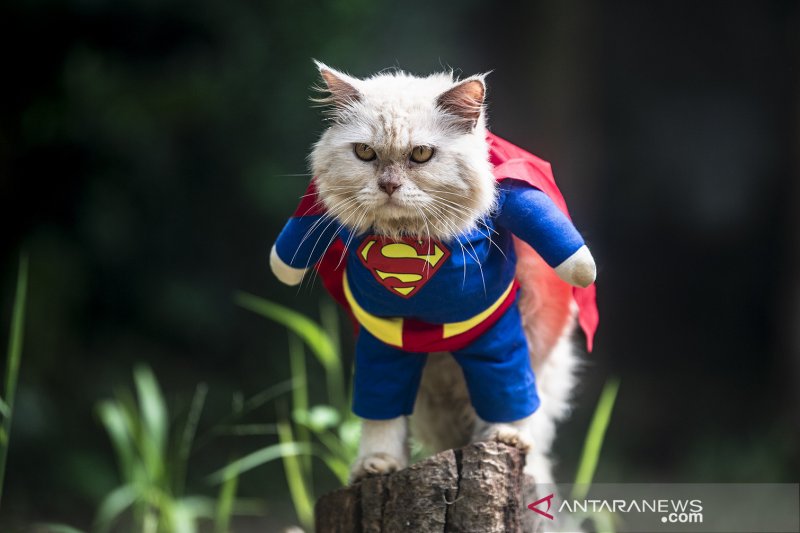 AKSESORIS BUSA KUCING BERTEMA SUPERHERO