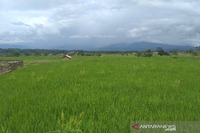 Dispertan Garut antisipasi kerugian lebih besar dampak musim kemarau