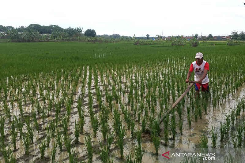 50.000 petani Cirebon telah miliki kartu tani