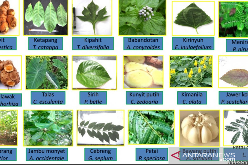 BPPT kembangkan kawasan riset tanaman obat ANTARA News