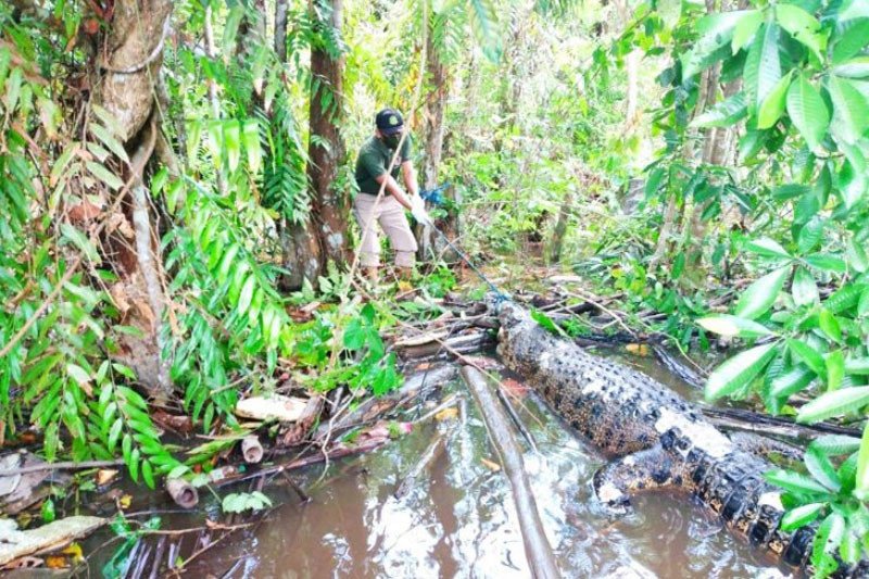 Sudah 42 warga Kotawaringin Timur jadi korban serangan buaya - Vimarsana News