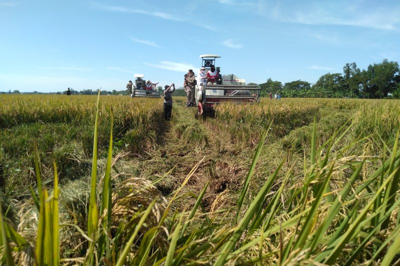 Petani Karawang keluhkan harga gabah anjlok