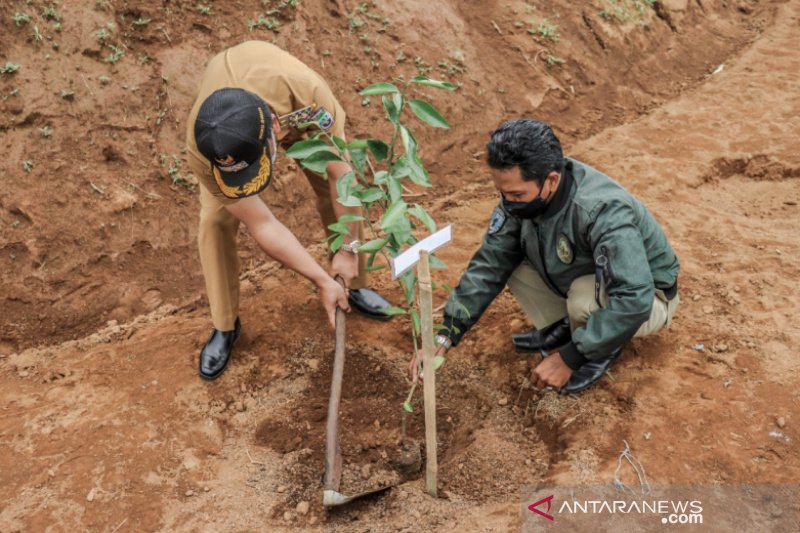 Penanaman 5.000 bibit jeruk lemon di Ciamis untuk pemulihan ekonomi