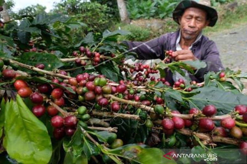 Musim Panen Kopi Arabika