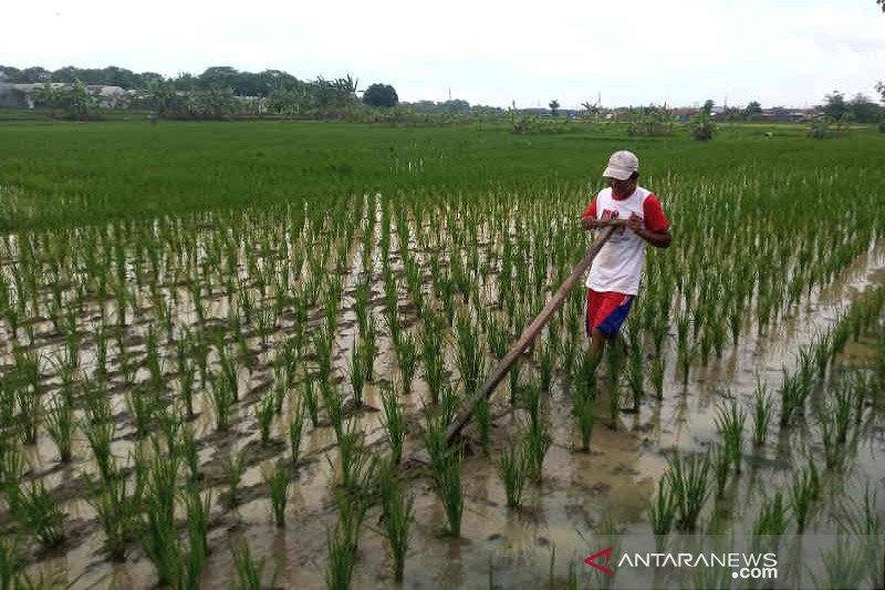 Dinas Cirebon perkirakan pupuk subsidi tak cukupi kebutuhan