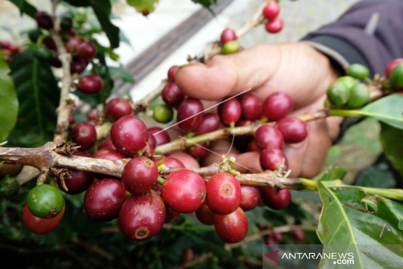 Musim Panen Kopi Arabika Sindoro