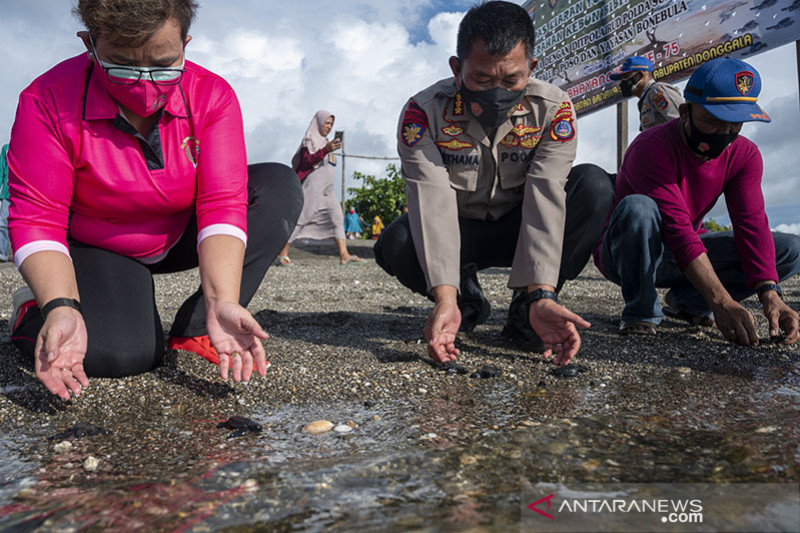 Pelepasliaran Tukik Hijau di Donggala