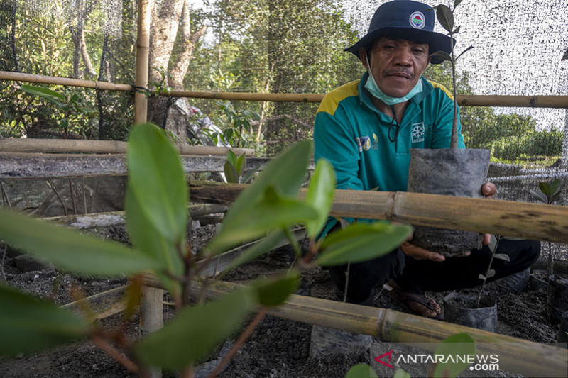 PERSEMAIAN BIBIT POHON MANGROVE