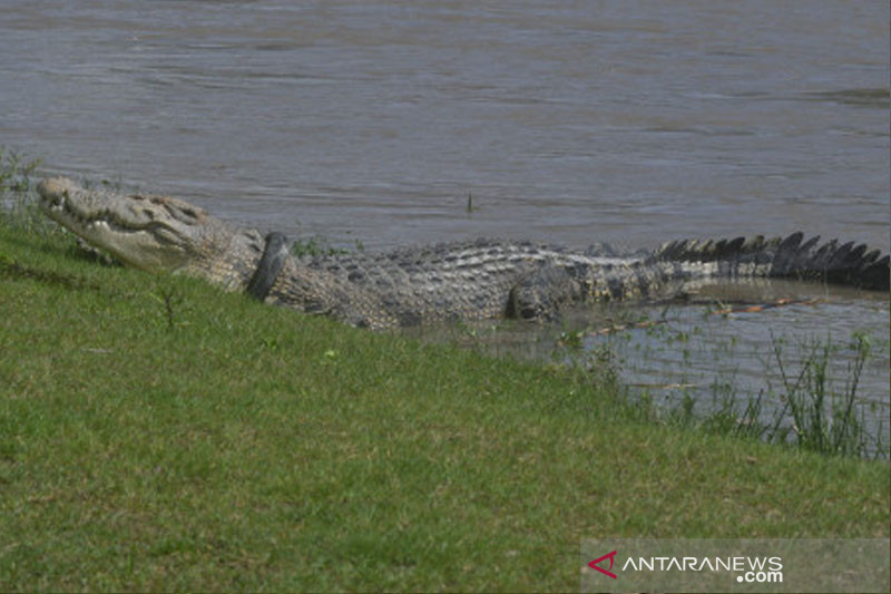 Buaya Berkalung Ban Kembali Tampakkan Diri