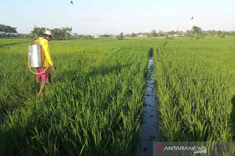 Dinas Pertanian Kuningan latih petani gunakan pupuk organik