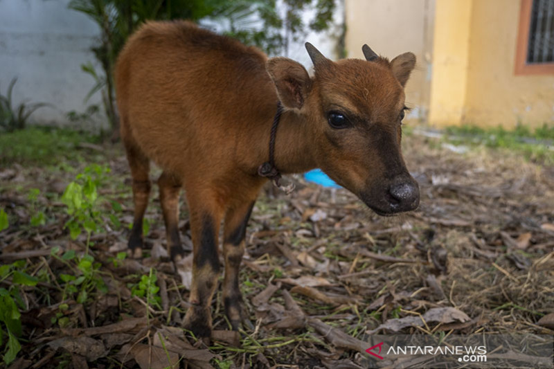 PENYELAMATAN SATWA ENDEMIK ANOA