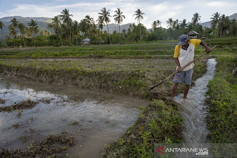 Inovasi Kolaboratif Sawah Tadah Hujan