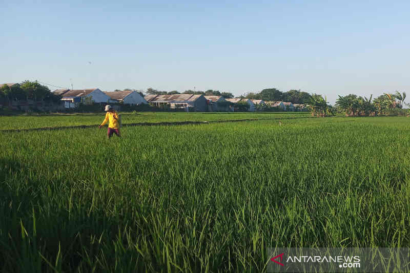 Lahan pertanian di Kuningan berkurang 4.000 ha