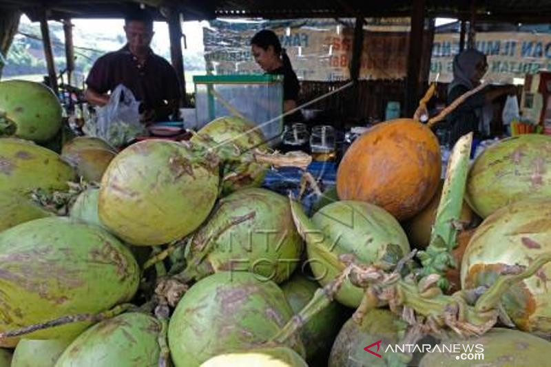 Penjualan Kelapa Muda Melonjak