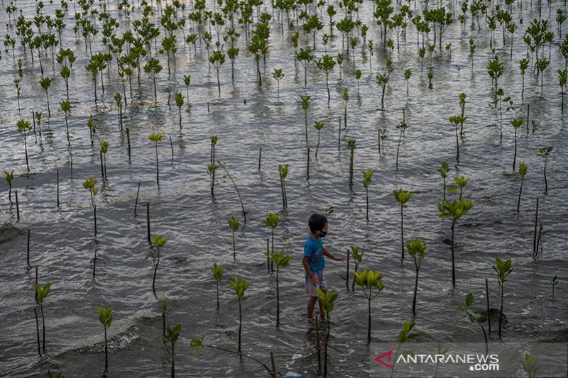 VEGETASI PANTAI UNTUK CEGAH ABRASI