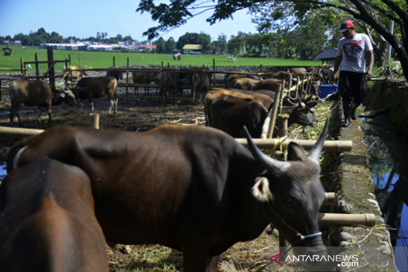 Penjualan sapi kurban jelang Idul Adha