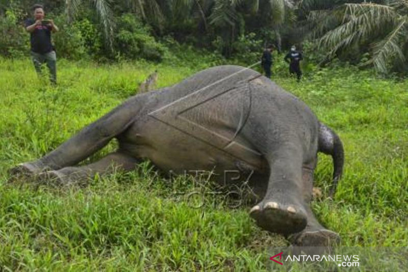 Gajah Sumatera Mati Dibunuh
