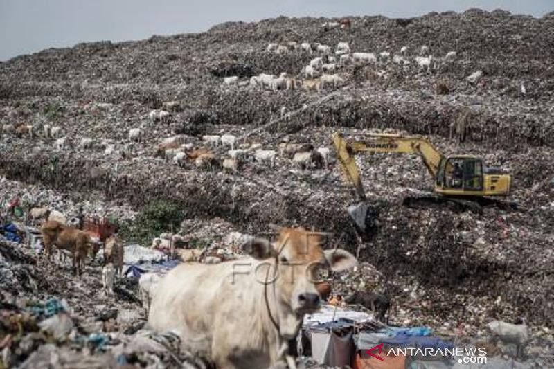 Sapi Tidak Layak Konsumsi