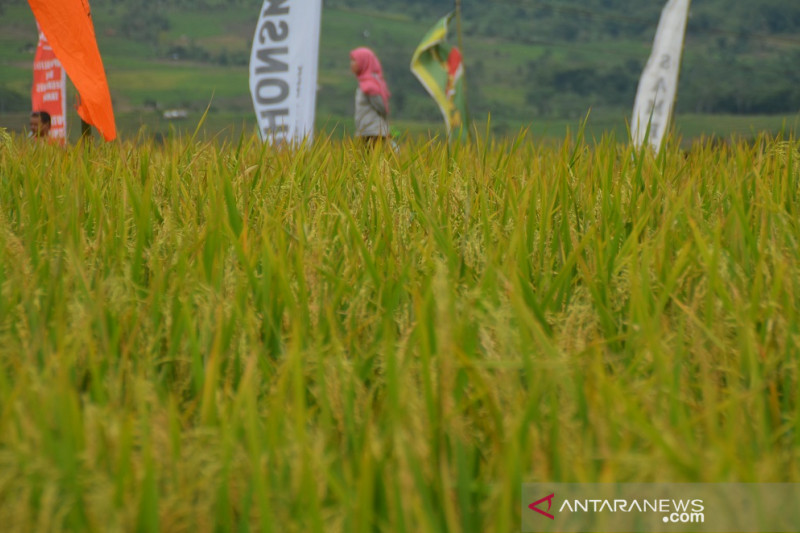 Sawah seluas 32.184 hektare di Karawang panen pada Juli