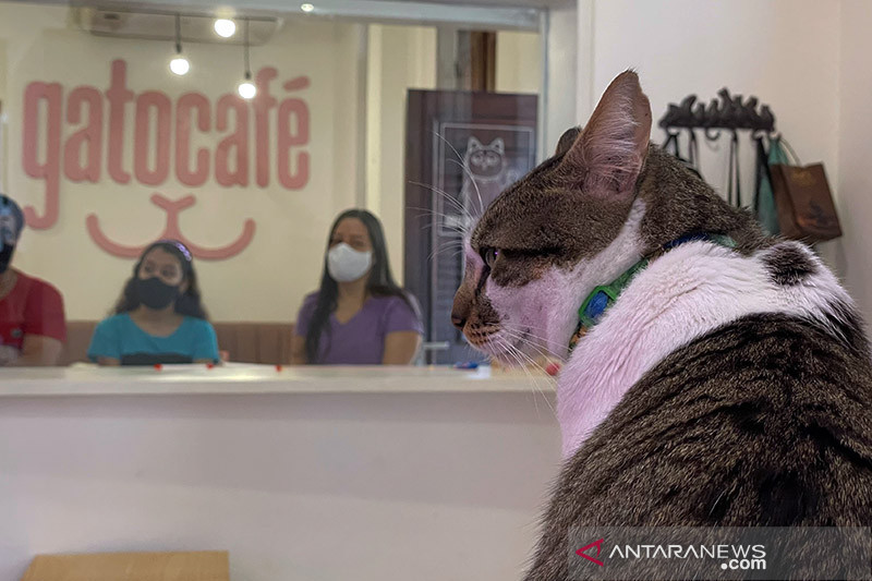 Pakar ingatkan kesehatan kucing di masa pandemi - ANTARA News