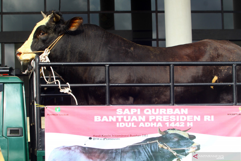 Presiden Jokowi siapkan 35 sapi untuk kurban Idul Adha