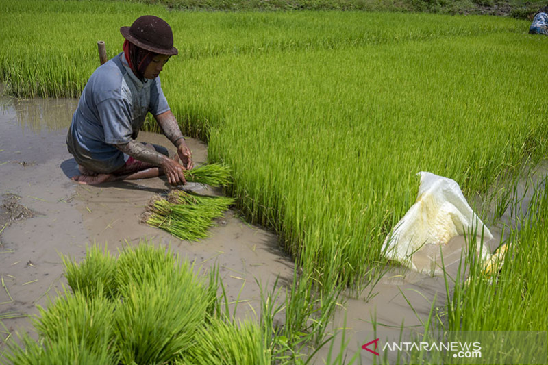 Upah Harian Buruh Tani Nasional Naik Tipis