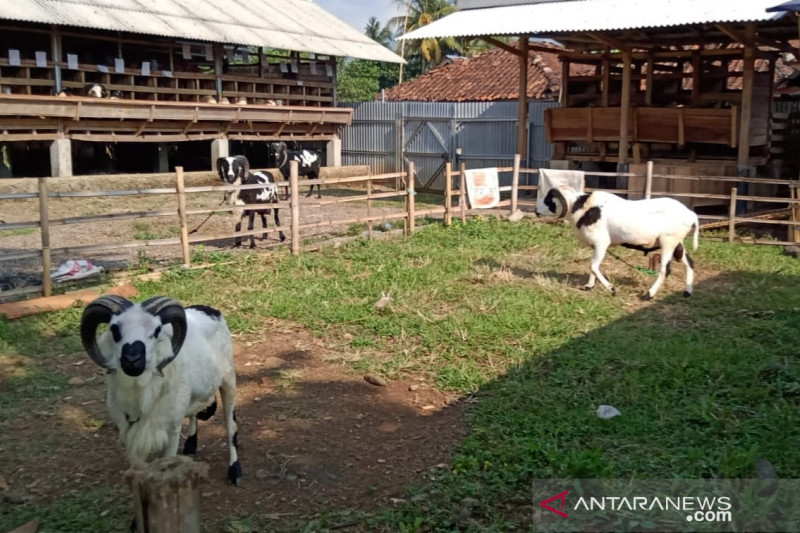 Pedagang hewan kurban Cianjur keluhkan penurunan penjualan hingga 50 persen