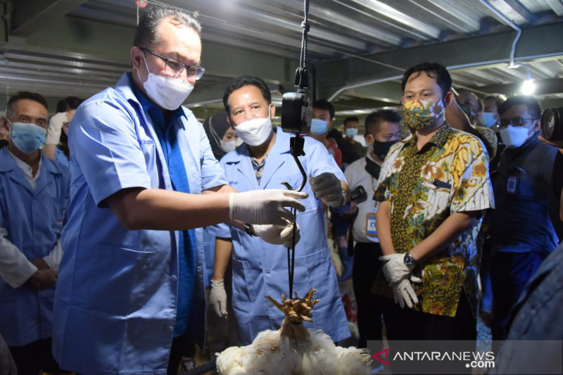 Peternakan modern IPB University panen 42.700 ekor ayam - Mandalika ...