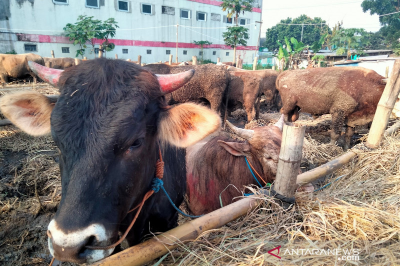 Pedagang Cianjur sulit menjual hewan kurban secara online