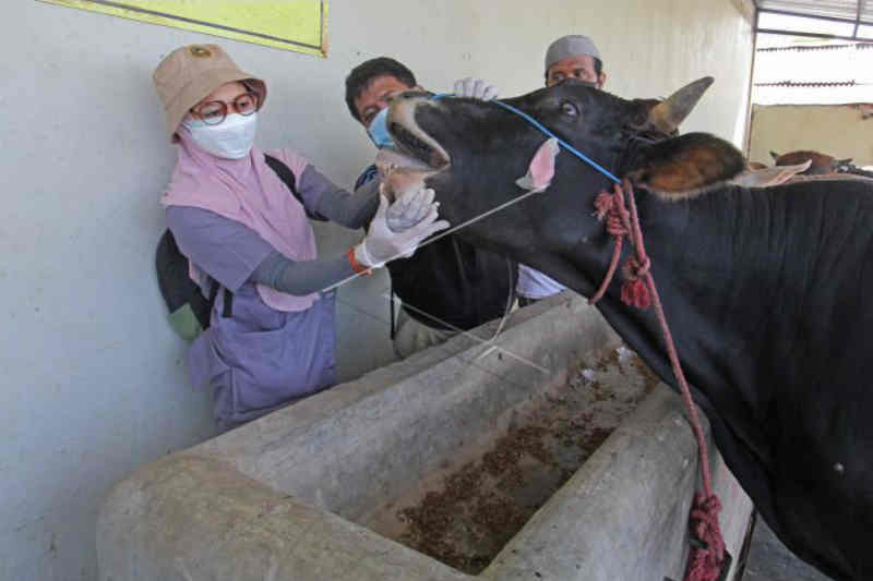 Pemkab Indramayu anjurkan penyembelihan hewan kurban di RPH