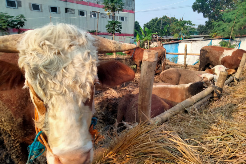 Artikel - Kurban di masa pandemi, saat ketaatan manusia diuji