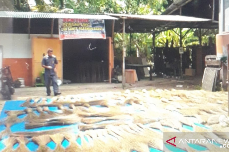 Usaha lidi kelapa sawit didukung kebun sawit luas di Pasaman Barat
