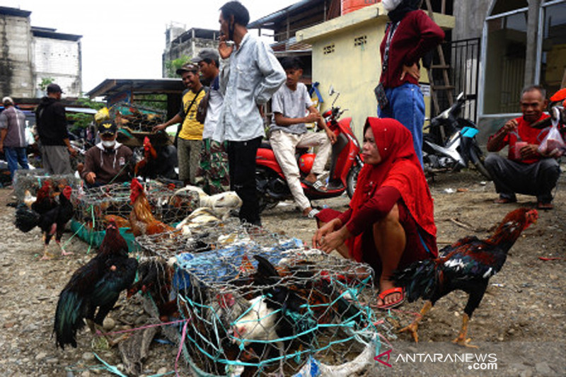 Permintaan ayam kampung jelang Idul Adha 1442 H