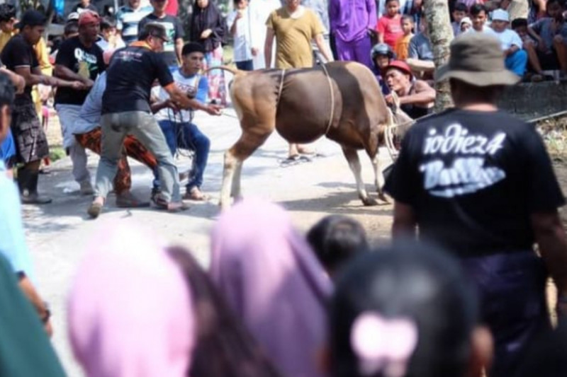 Petugas penyembelihan hewan kurban di Tanjungpinang wajib jalani tes antigen
