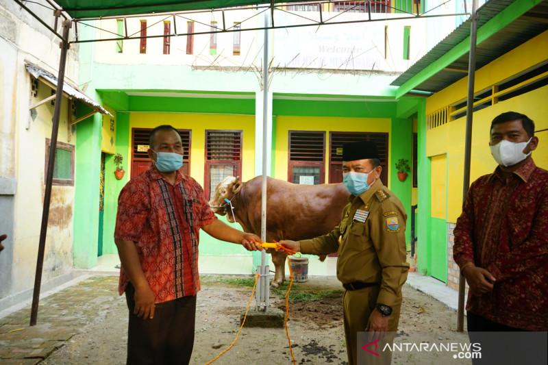 Sapi Kurban Presiden Diserahkan Untuk Masjid Al Munawwaroh Jambi Antara News 0759