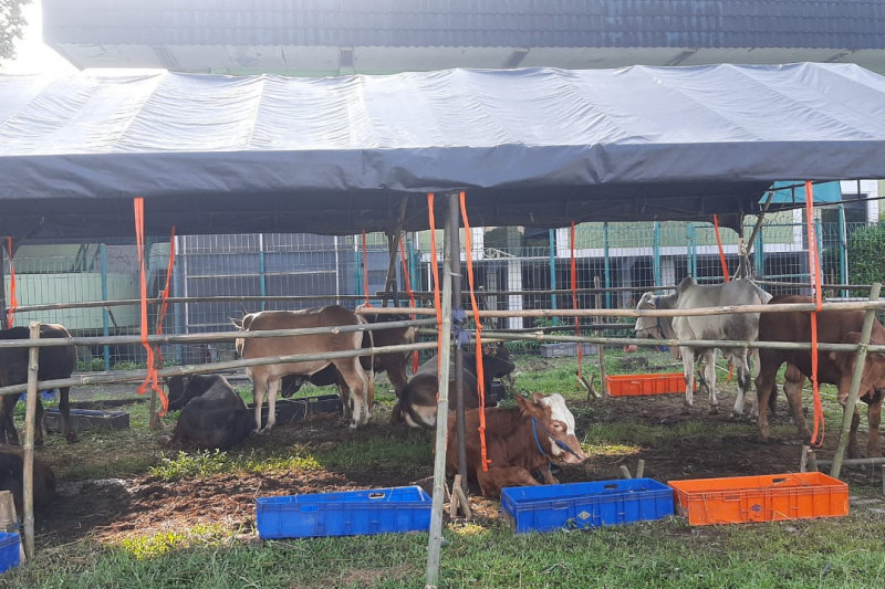 Masjid Al Azhar distribusikan daging hewan kurban kepada warga Jabodetabek