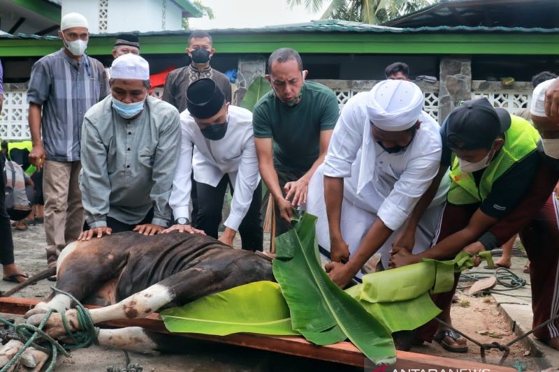 Pangdam XVII/Cenderawasih serahkan hewan kurban