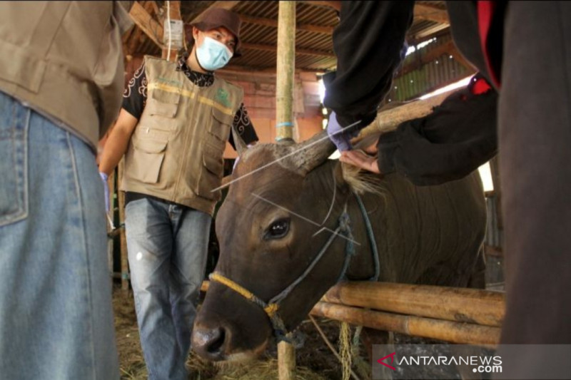 Pengurus dan kader parpol bagikan ribuan paket daging kurban di Sulsel