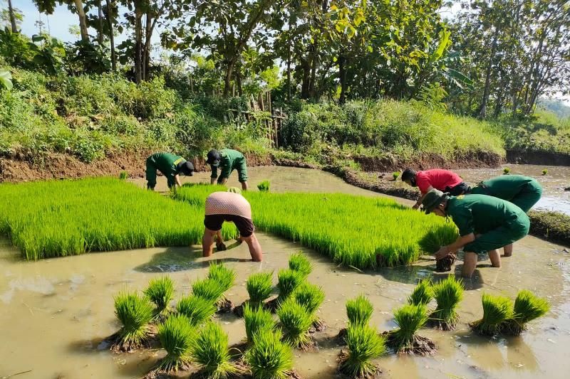 Praktikkan sistem Jarwo, mahasiswa Polbangtan YoMa lakukan pendampingan petani di Nogosari